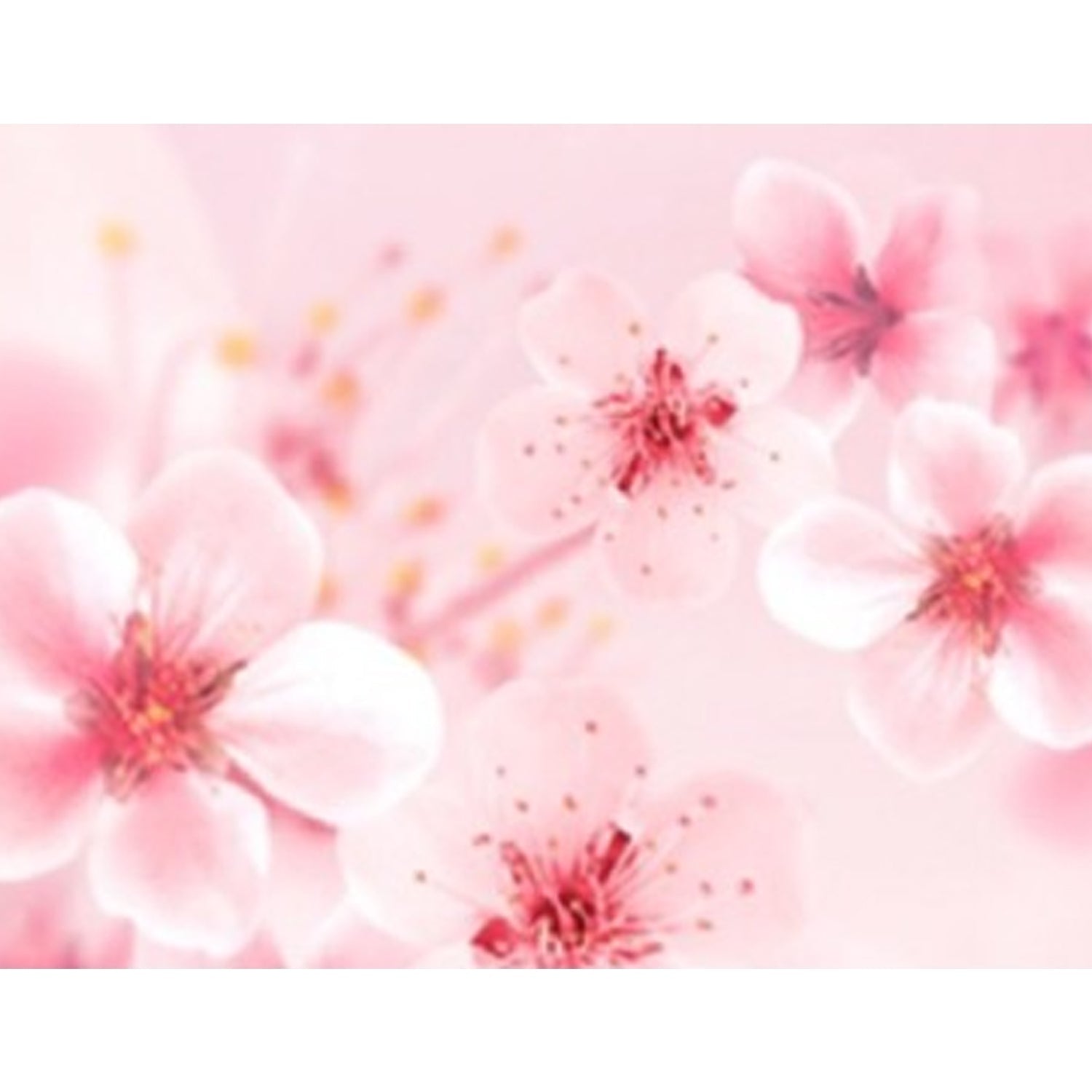 Cherry Blossom