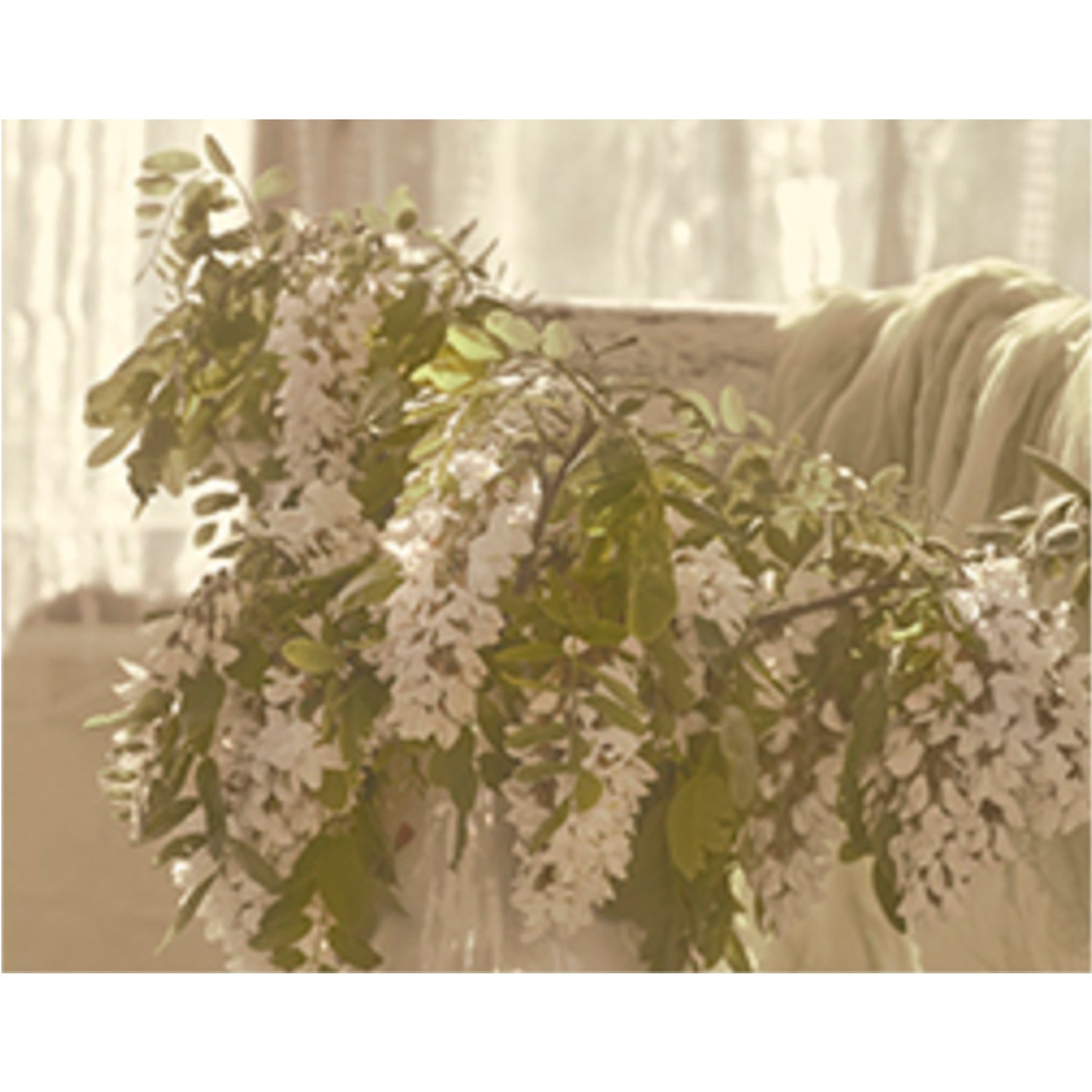 Acacia Moringa