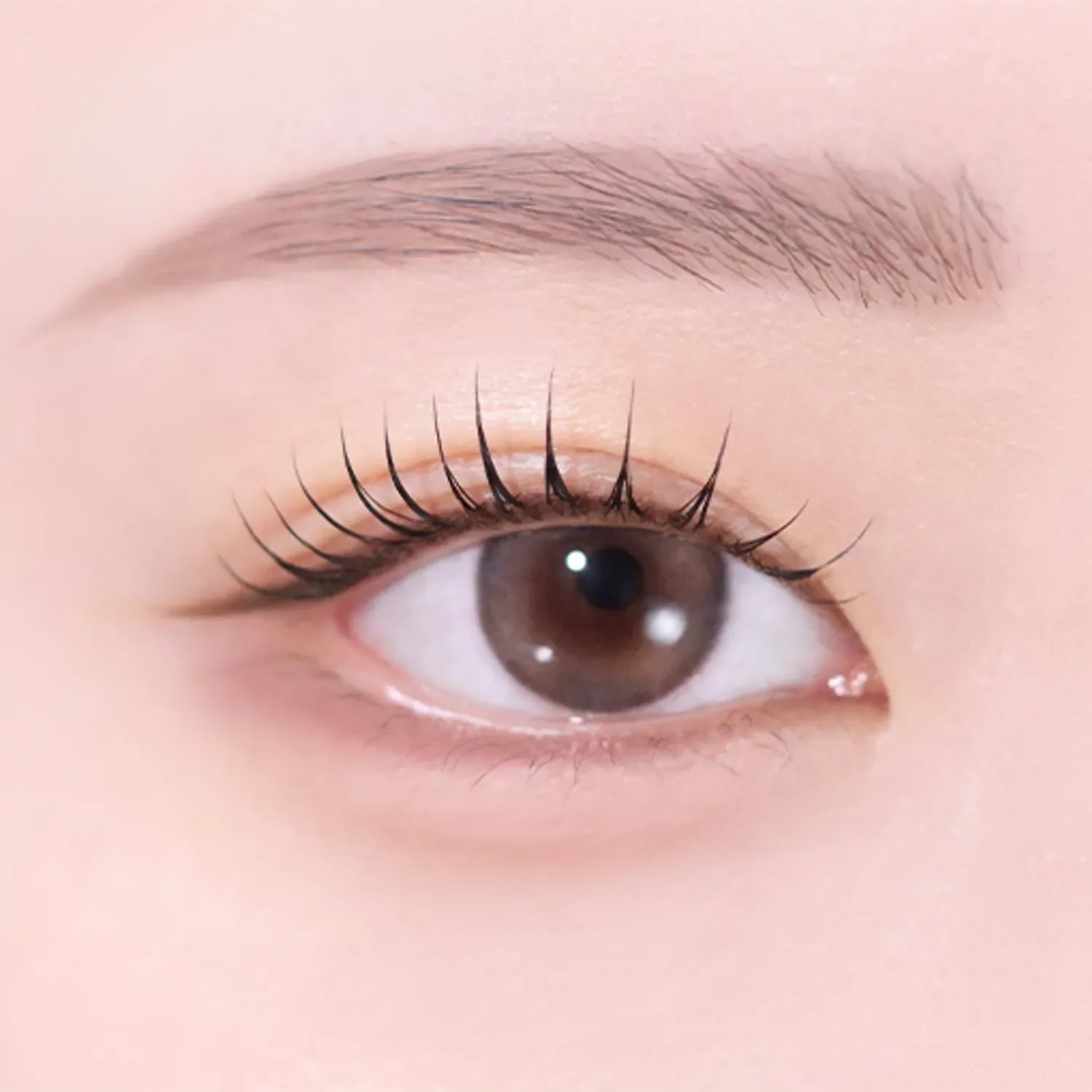 Rose Ash Brown