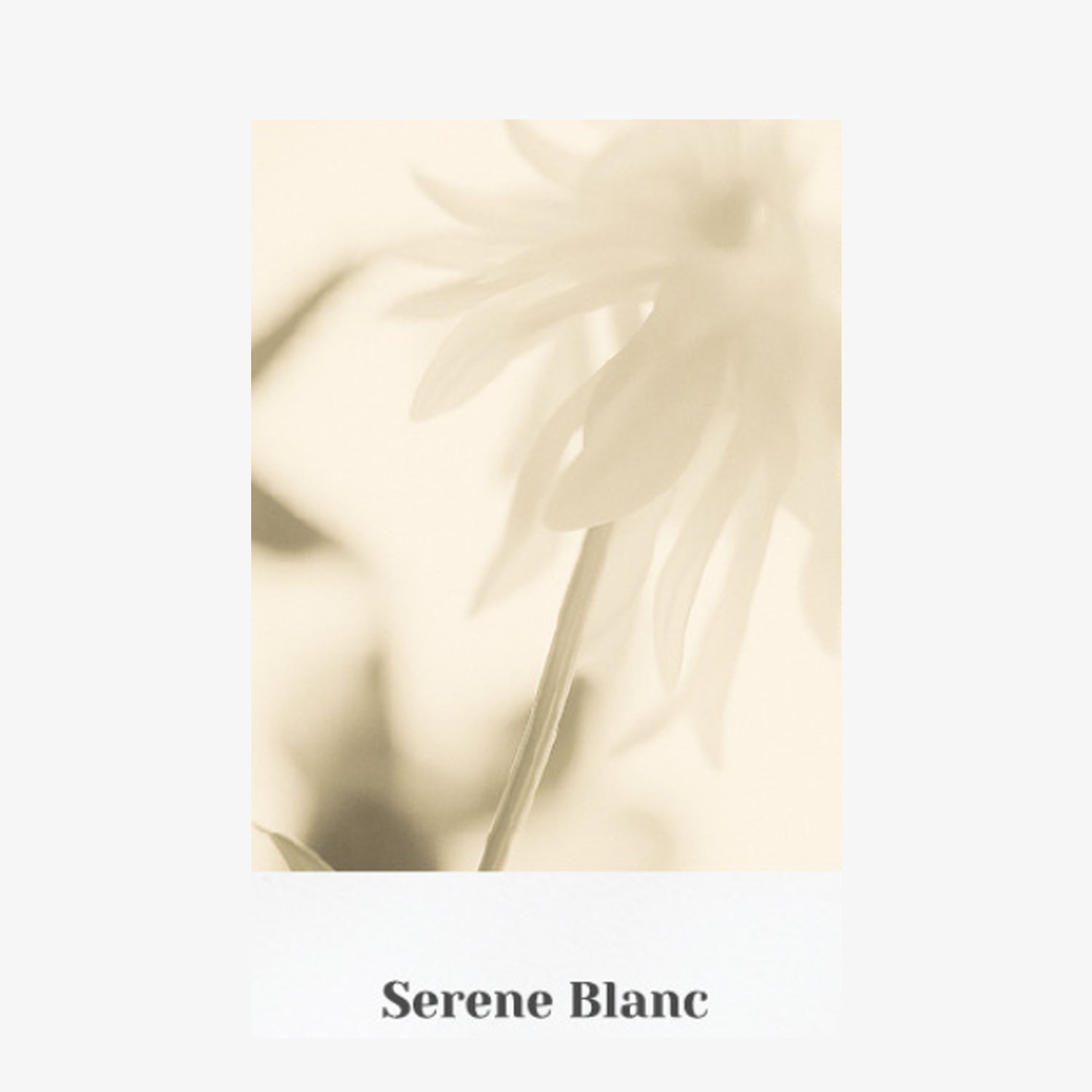 Serene Blanc